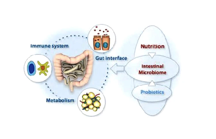 Postbiotics Heat-Treated Probiotics 2 Postbiotics Heat-Treated Probiotics 2