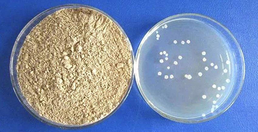 Bacillus subtili3 Bacillus subtili3